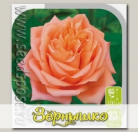 Роза чайно-гибридная СЕДУКЦИОН, 1 шт.