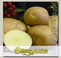 Севок картофеля Фермер, 500 г