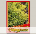 Кипарисовик Горохоплодный «Filifera Aurea», 0,2 г