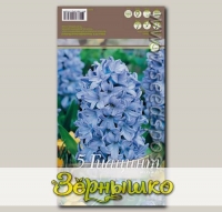 Гиацинт садовый DELFT BLUE, 5 шт.