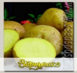 Севок картофеля Триумф, 500 г