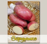 Севок картофеля Краса, 500 г