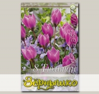 Тюльпан ботанический HELENE, 8 шт.