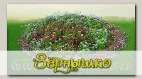 Дизайнерский набор выкройки для клумбы (с семенами) Красота Садовая 4 Бело-розовый зефир