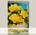 Фрезия DOUBLE YELLOW, 10 шт.