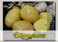 Севок картофеля Реванш, 500 г