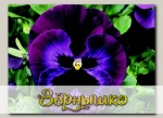 Виола крупноцветковая Колоссус Неон Виолет, 100 шт. Профессиональная упаковка