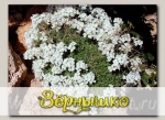 Арабис кавказский Сноуфикс, 250 шт. Профессиональная упаковка