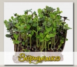 Набор для выращивания микрозелени Капуста Кале Тинторето/Скарлет (смесь сортов)