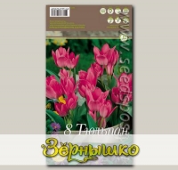 Тюльпан многоцветковый TORONTO, 8 шт.