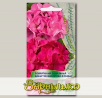 Пеларгония зональная Династия Фиолетово-Розовая, Смесь, 5 шт.