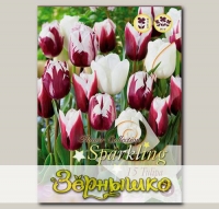 Тюльпан PURPLE/WHITE MIXED, 15 шт. NEW