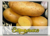 Севок картофеля Императрица, 500 г