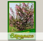 Яблоня Малая, 0,5 г (? 35 шт.)