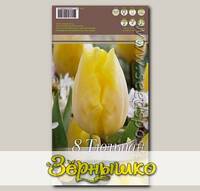 Тюльпан простой ранний SUNNY PRINCE, 8 шт.