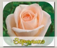 Роза чайно-гибридная ОСИАНА, 1 шт. NEW