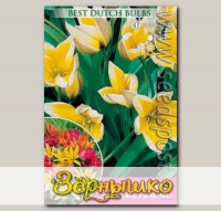 Тюльпан ботанический TARDA DASYSTEMON, 10 шт.