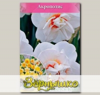 Нарцисс махровый ACROPOLIS, 10 шт. NEW