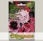 Петуния гибридная гигантско-цветковая Рококо Ретро  F1, Смесь, 12 шт. Platinum