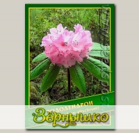 Рододендрон (Rhododendron glischrum), 0,02 г (? 40 шт.)