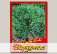 Сосна Веймутова «Green Twist», 4 шт.