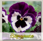 Виола крупноцветковая Селло Виолет Фэйс, 100 шт. Профессиональная упаковка