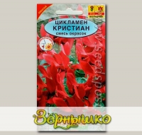 Цикламен персидский крупноцветковый Кристиан, Смесь, 3 шт.