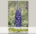 Дельфиниум гибридный Бенарис Пацифик Кинг Артур, 250 шт. Профессиональная упаковка