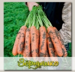 Морковь Балтимор F1, 4550 шт. Профессиональная упаковка