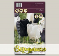 Тюльпан Триумф BLACK/WHITE MIXED, 20 шт.