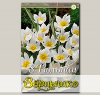 Тюльпан ботанический POLYCHROMA, 8 шт. NEW
