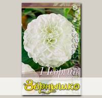 Георгин помпонный WHITE ASTER, 1 шт.
