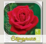 Роза чайно-гибридная РЕД БЕРЛИН, 1 шт.