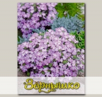 Вербена Тускани Лавендер Пикоти, 100 шт. Профессиональная упаковка