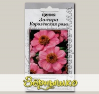 Цинния Захара Королевская роза, 7 шт. Профессиональные семена