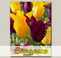 Тюльпан лилиецветный BURGUNDY/INIMITABLE MIXED, 20 шт.