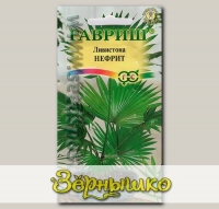 Ливистона китайская Нефрит, 3 шт.