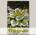 Хоста BAND OF GOLD, 1 шт. NEW