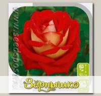 Роза чайно-гибридная ШАНТИ, 1 шт.