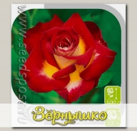 Роза чайно-гибридная ФРЕНДШИП, 1 шт.