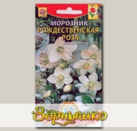 Морозник Рождественская роза, 5 шт.