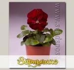 Виола крупноцветковая Селло Черри Роуз, 100 шт. Профессиональная упаковка