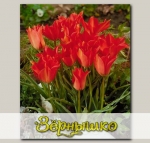 Тюльпан ботанический LINEFOLIA, 10 шт. NEW