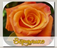 Роза чайно-гибридная ВУДУ, 1 шт. NEW