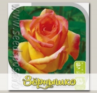 Роза чайно-гибридная АМБИАНС, 1 шт.