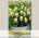 Тюльпан Триумф GREEN SPIRIT, 8 шт. NEW