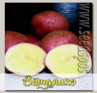 Севок картофеля Дева, 500 г