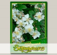 Роза Многоцветковая, 0,5 г (? 30 шт.)