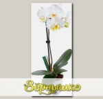 Капельный дозатор (Питание для орхидей во время цветения) Orchid Focus Drip Feeders, 38 мл