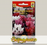 Цикламен персидский Крупноцветковый, Смесь, 3 шт.